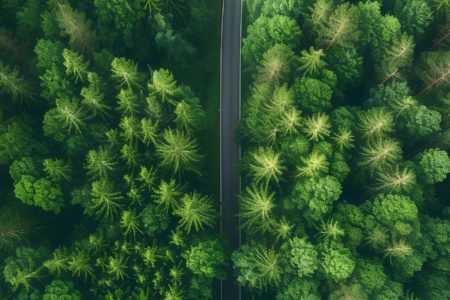 Forêt vue d'avion
